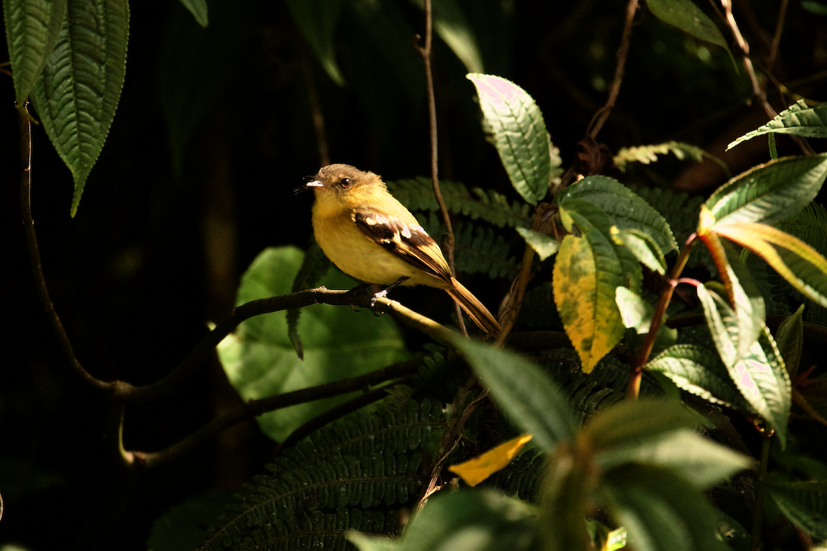 Ochraceous-breasted Flycatcher - ML640130561