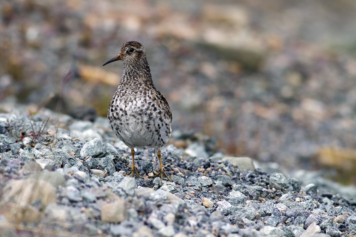 Purple Sandpiper - ML640130817