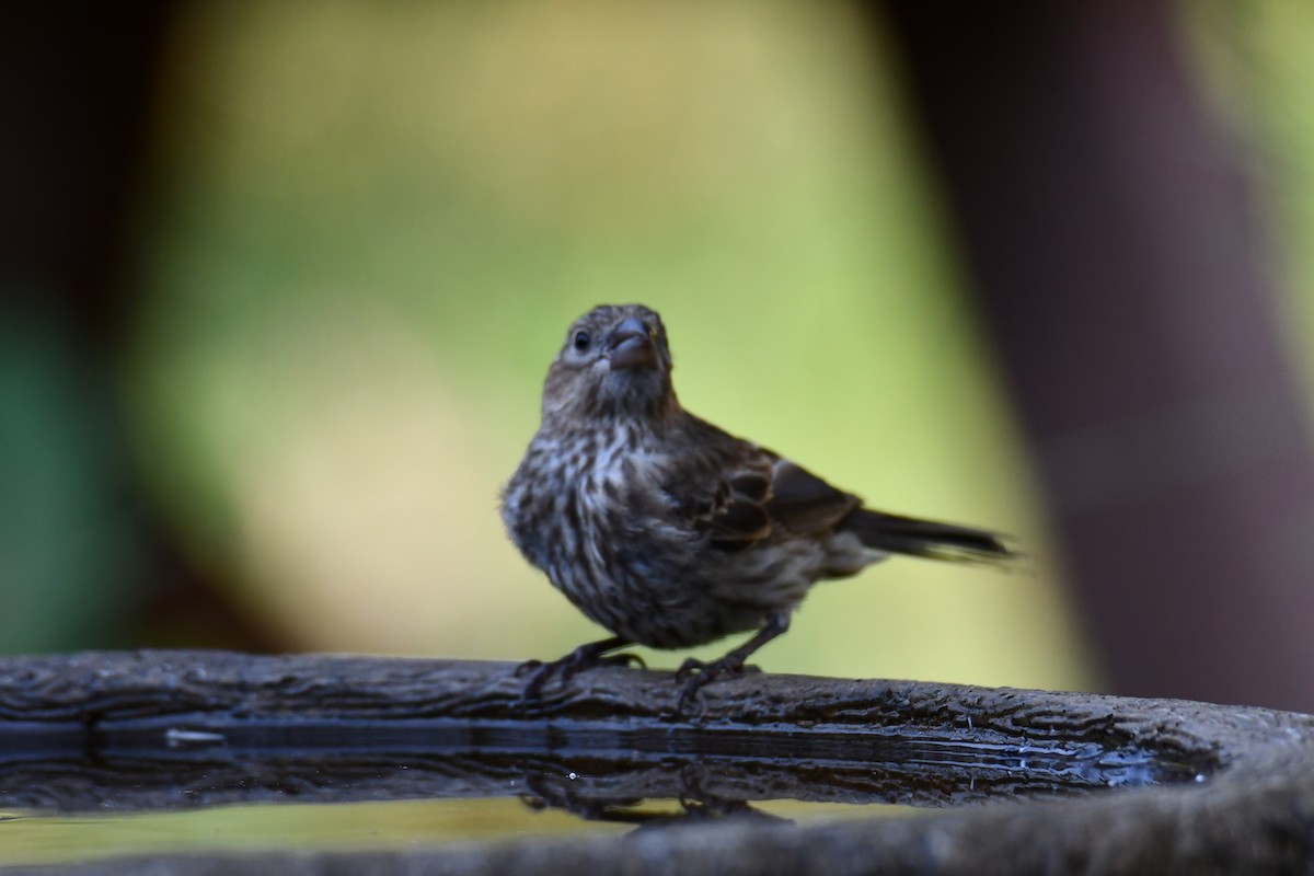 House Finch - ML640130914