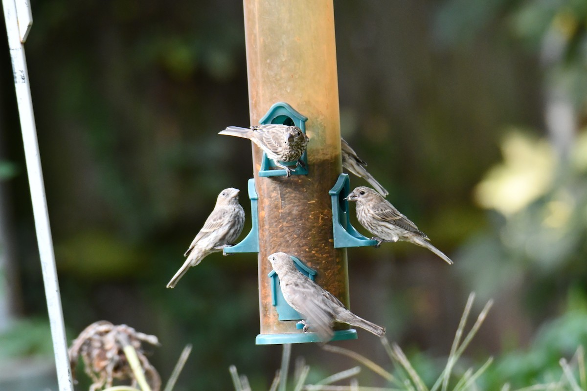 House Finch - ML640130916
