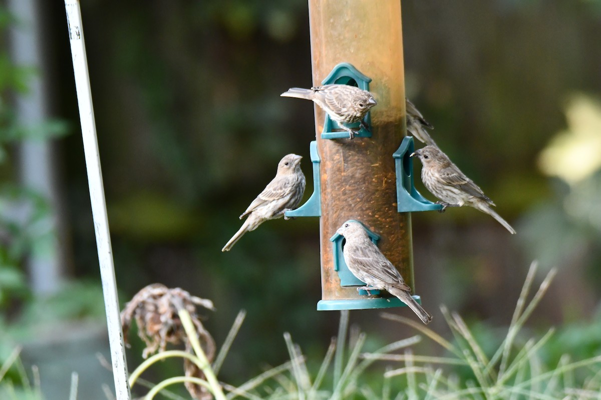 House Finch - ML640130917