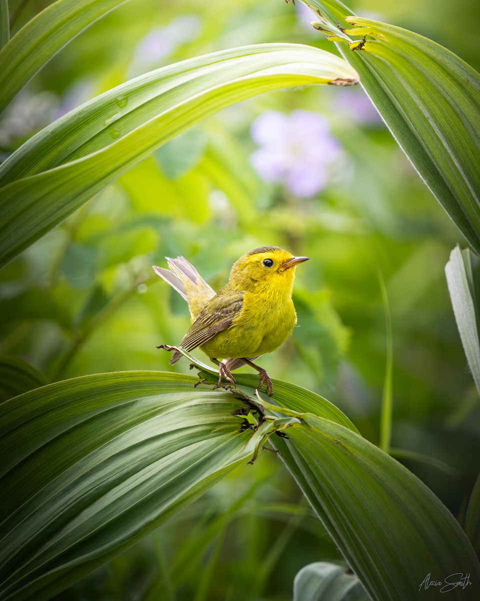 Wilson's Warbler - ML640130918