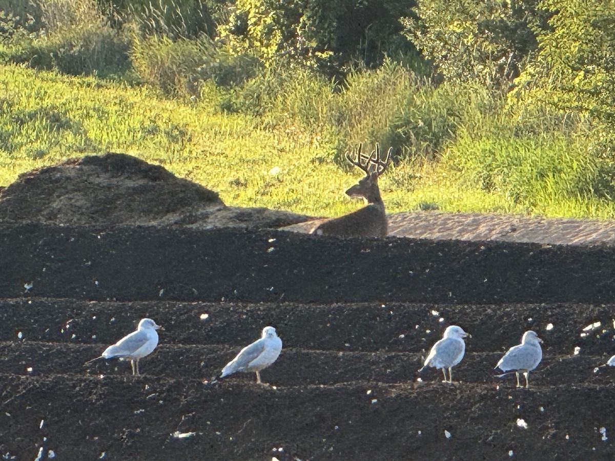 White-tailed Deer - ML640130933