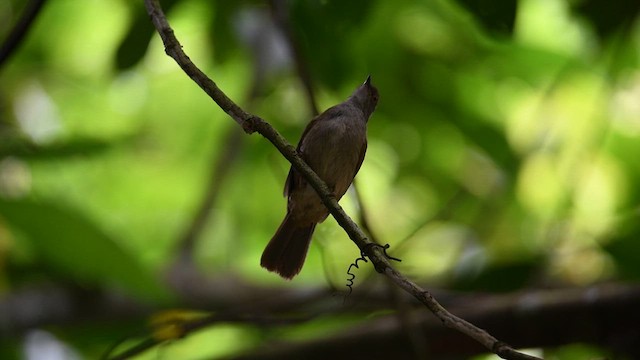 oransjebrillebylbyl - ML640131053