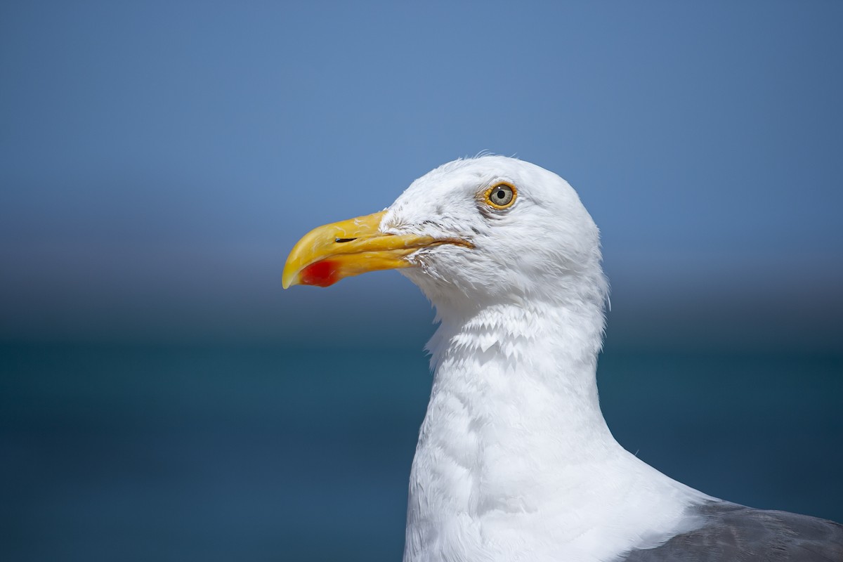 Yellow-footed Gull - ML640131086