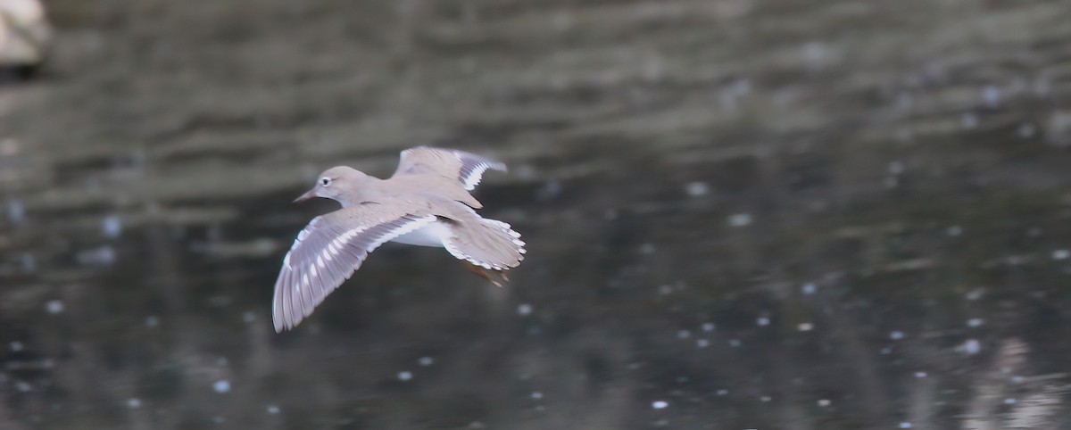 Spotted Sandpiper - ML640131089