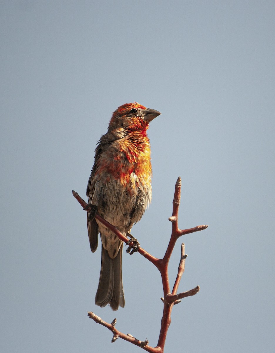 House Finch - ML640131117