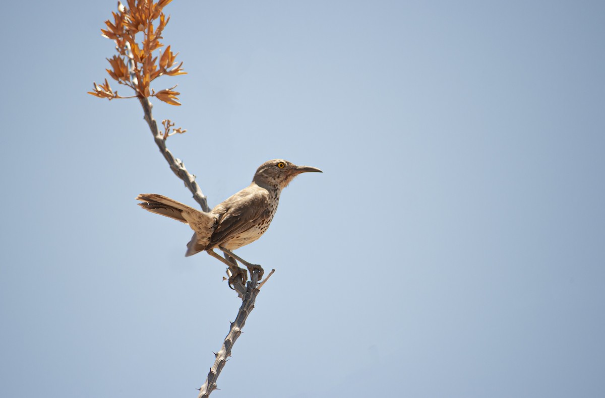 Gray Thrasher - ML640131124