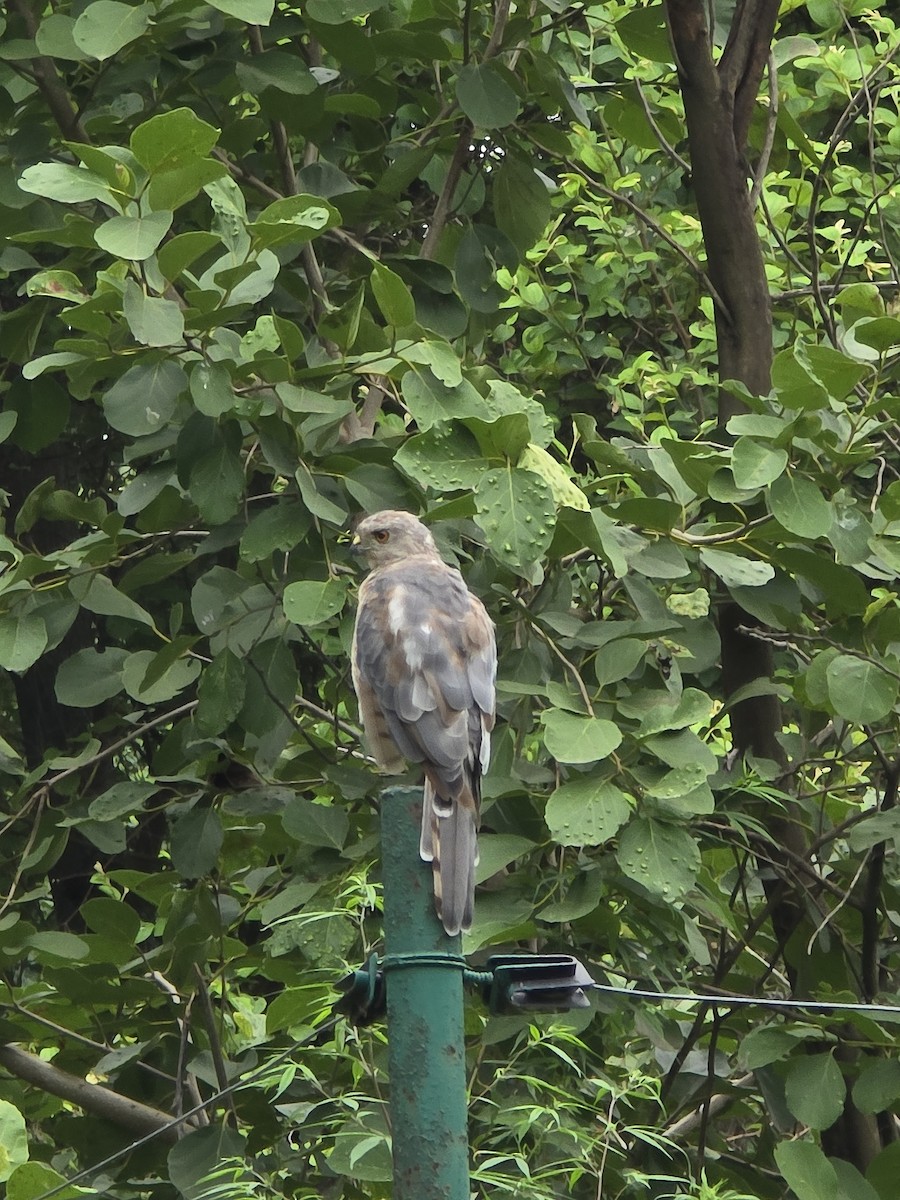 Shikra - ML640131127