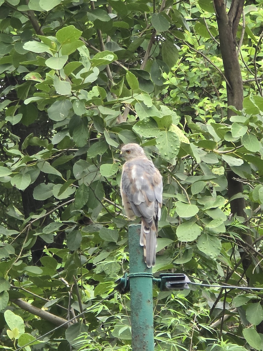 Shikra - ML640131128