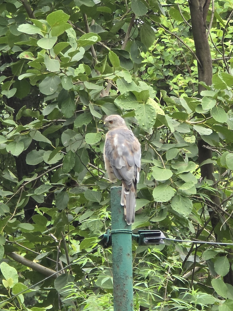 Shikra - ML640131129