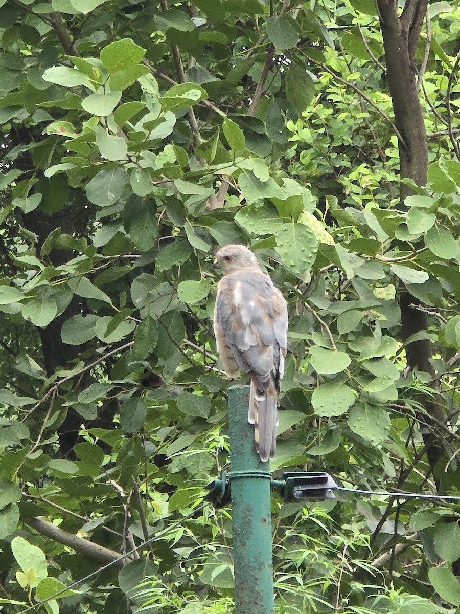 Shikra - ML640131130