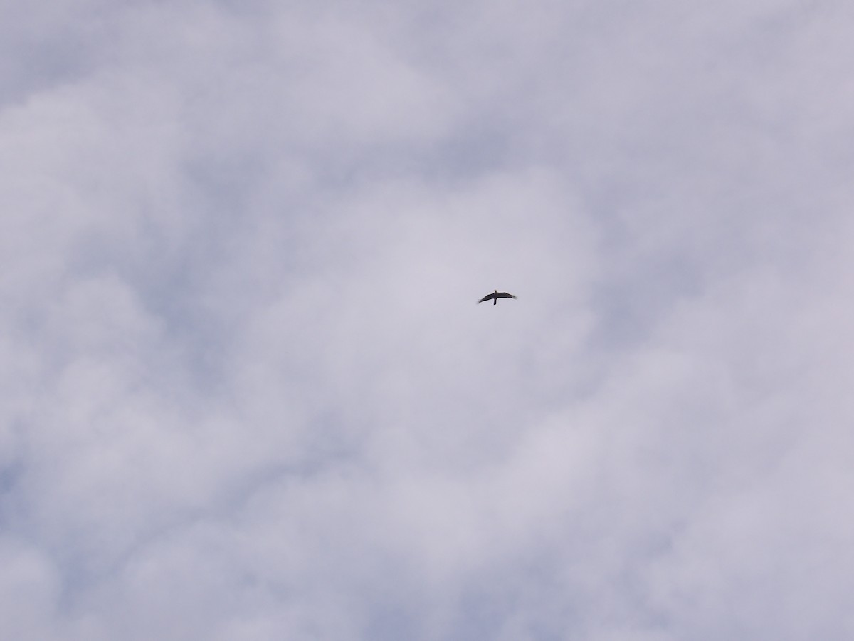 Caracara Carancho (norteño) - ML640131187