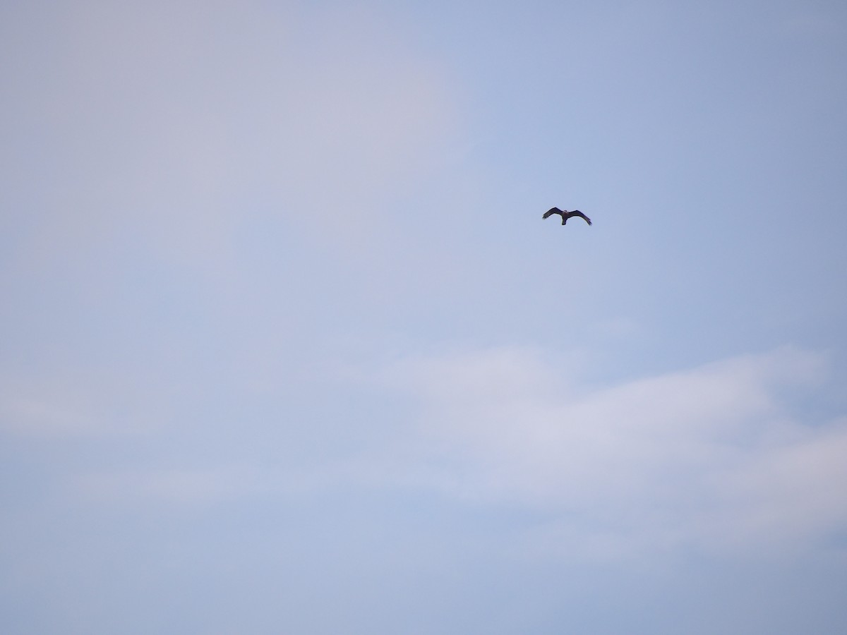 Caracara Carancho (norteño) - ML640131190