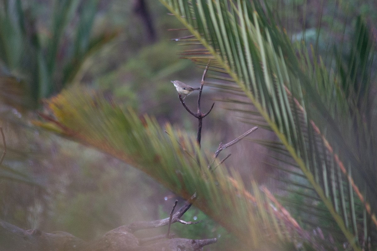 Spotted Scrubwren - ML640131302