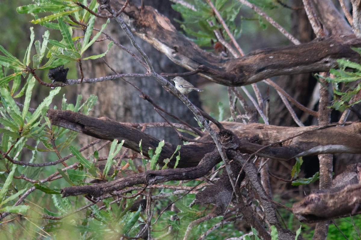 Spotted Scrubwren - ML640131303