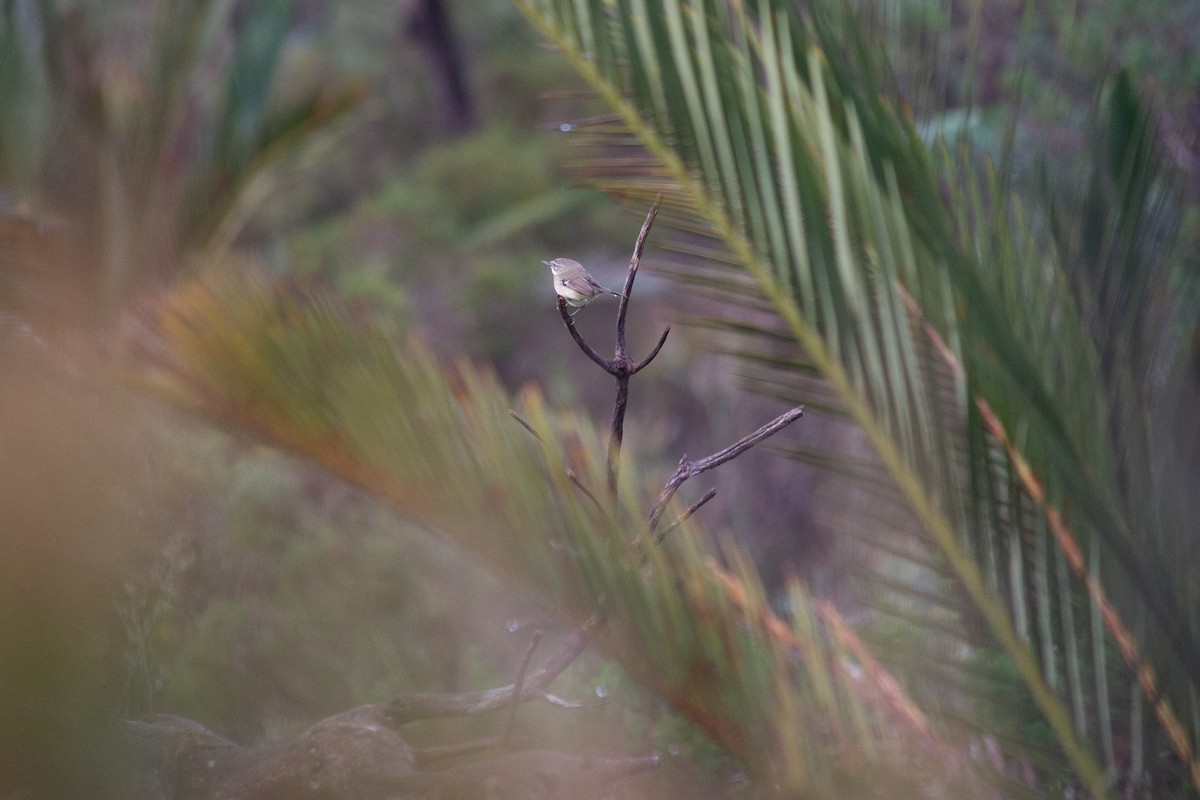 Spotted Scrubwren - ML640131304