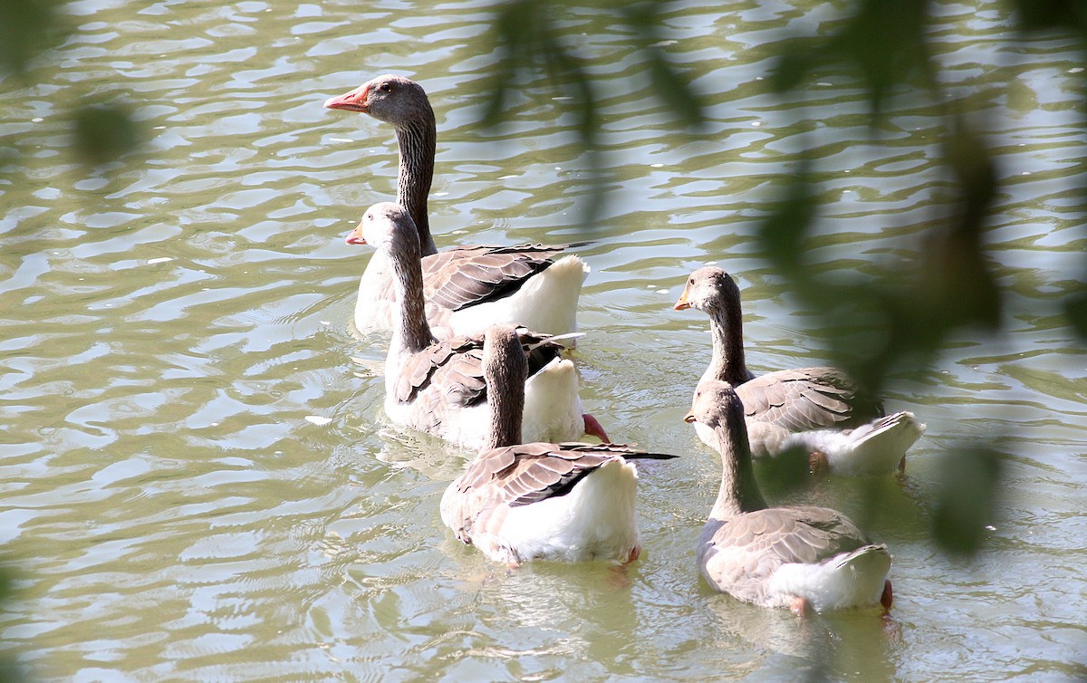 Graylag Goose (Domestic type) - ML640131324