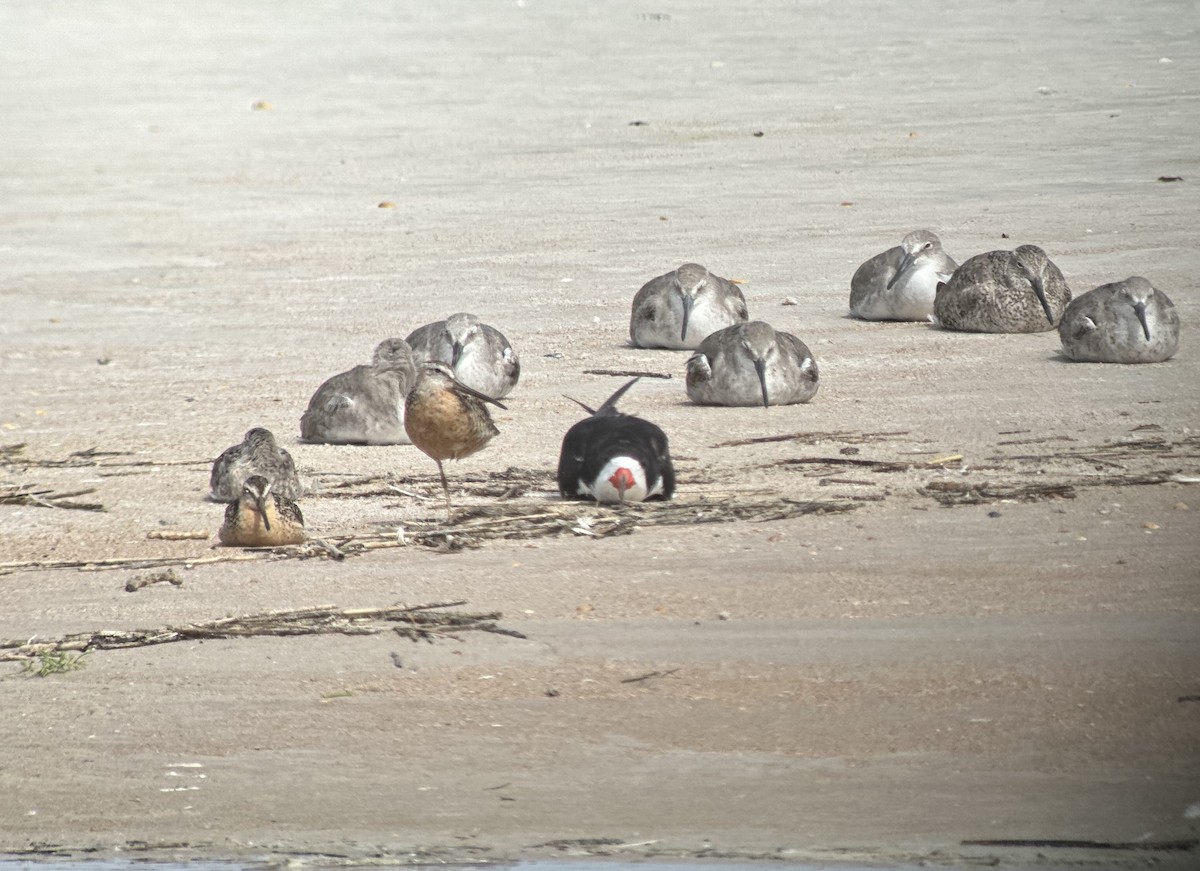Short-billed Dowitcher - ML640131354