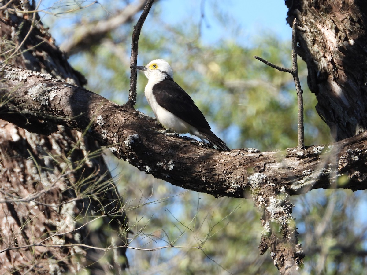 White Woodpecker - ML640131429