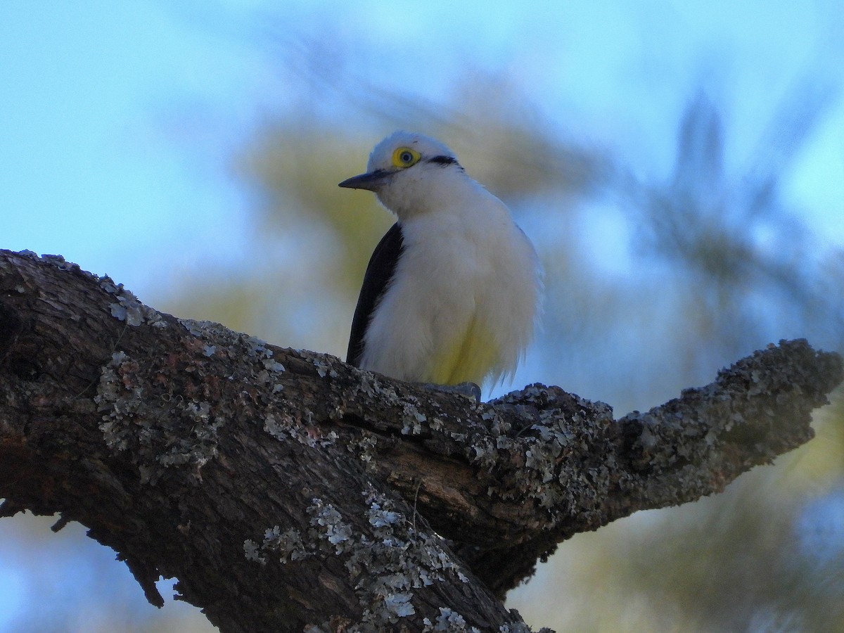 White Woodpecker - ML640131430