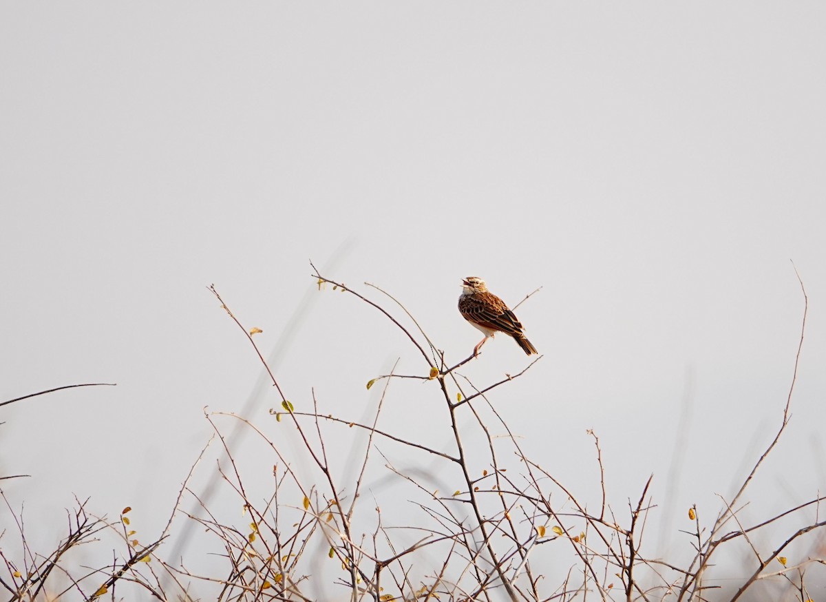 Fawn-colored Lark (Foxy) - ML640131503