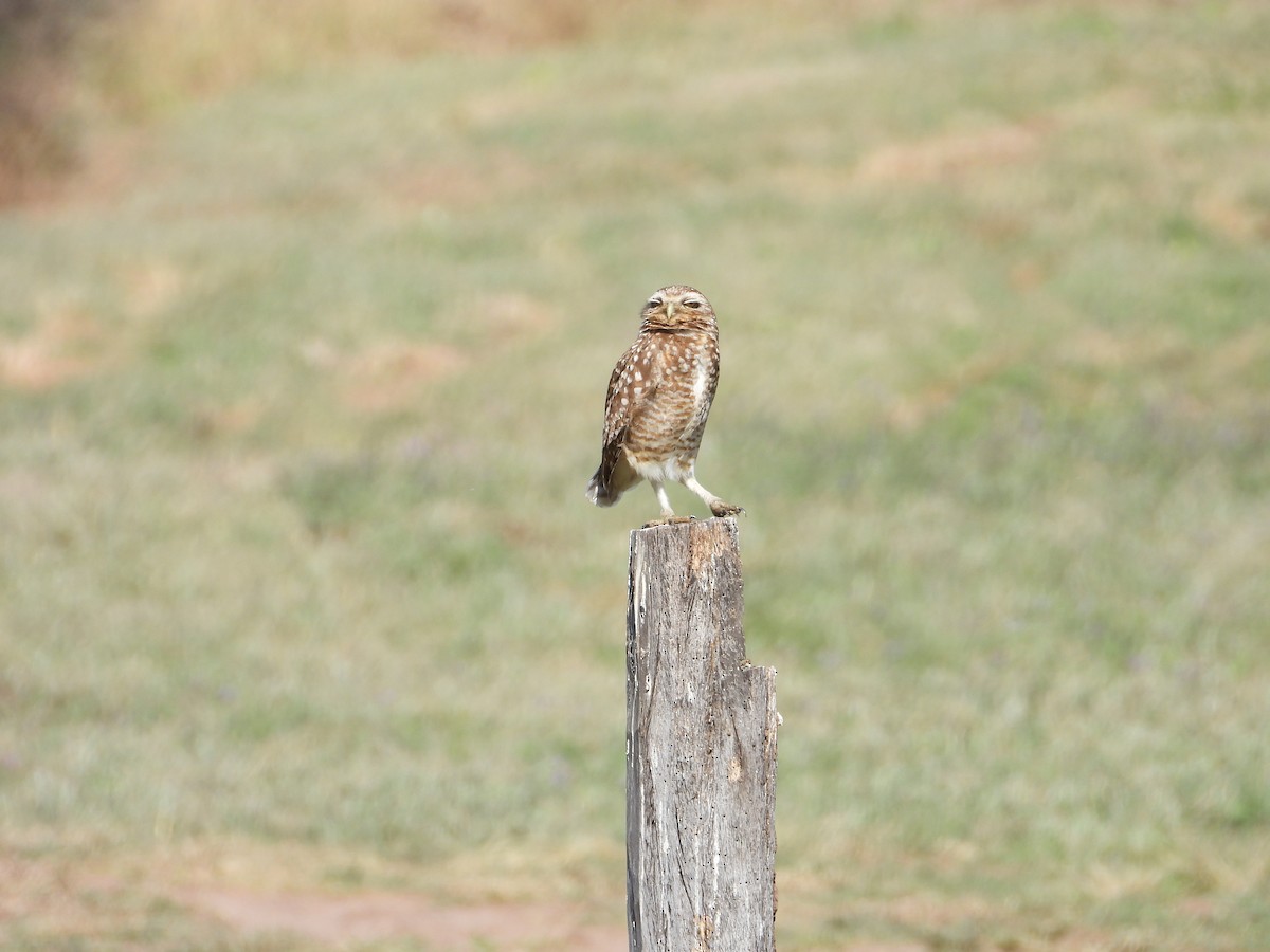Burrowing Owl - ML640131520