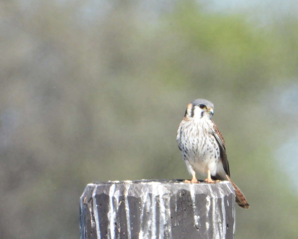 American Kestrel - ML640131526