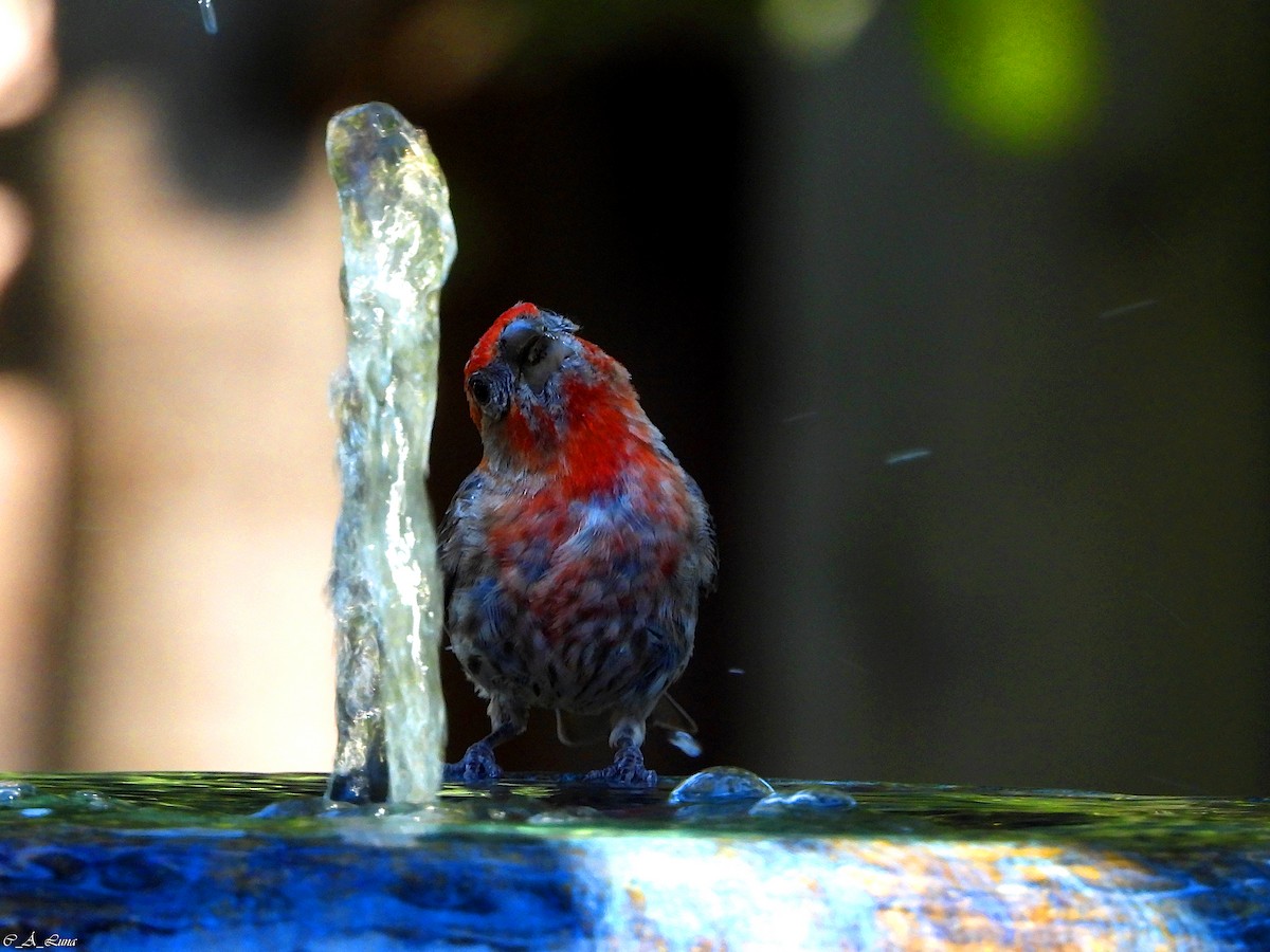 House Finch - ML640131560