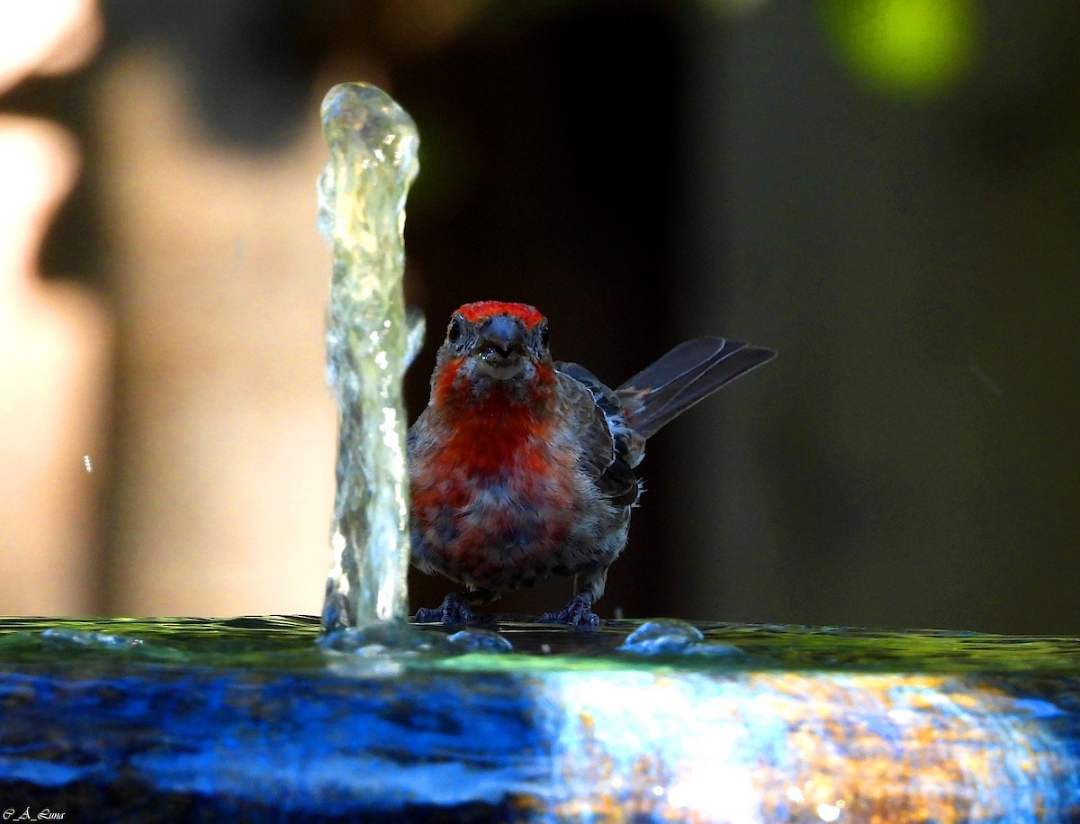 House Finch - ML640131562
