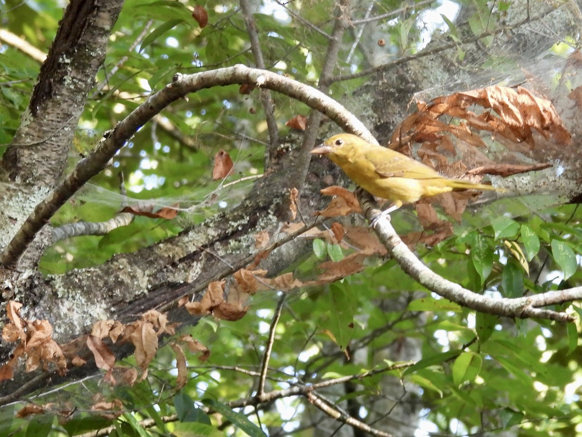 Summer Tanager - ML640131566