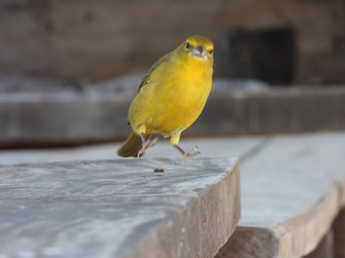 Hepatic Tanager - ML640131570