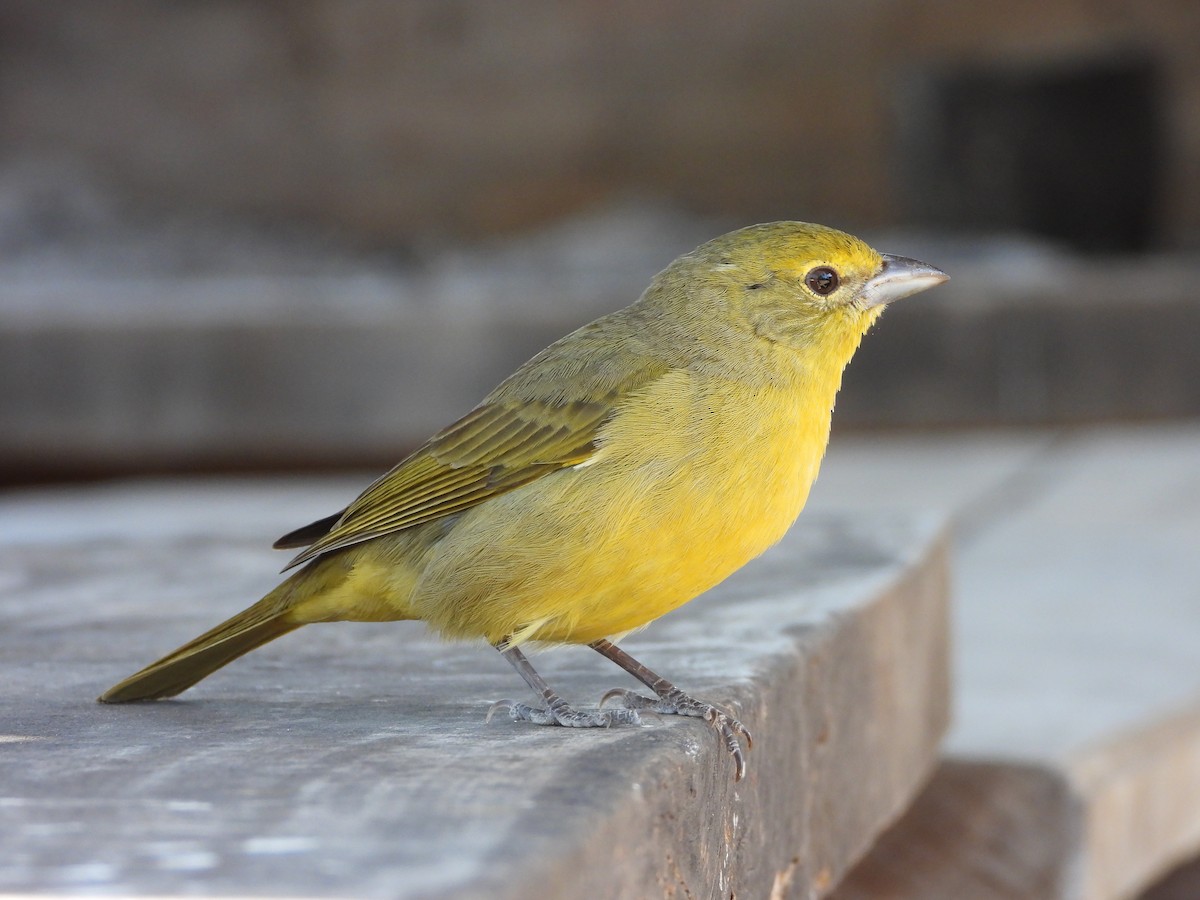 Hepatic Tanager - ML640131573