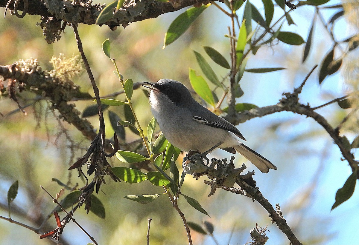 Masked Gnatcatcher - ML640131576