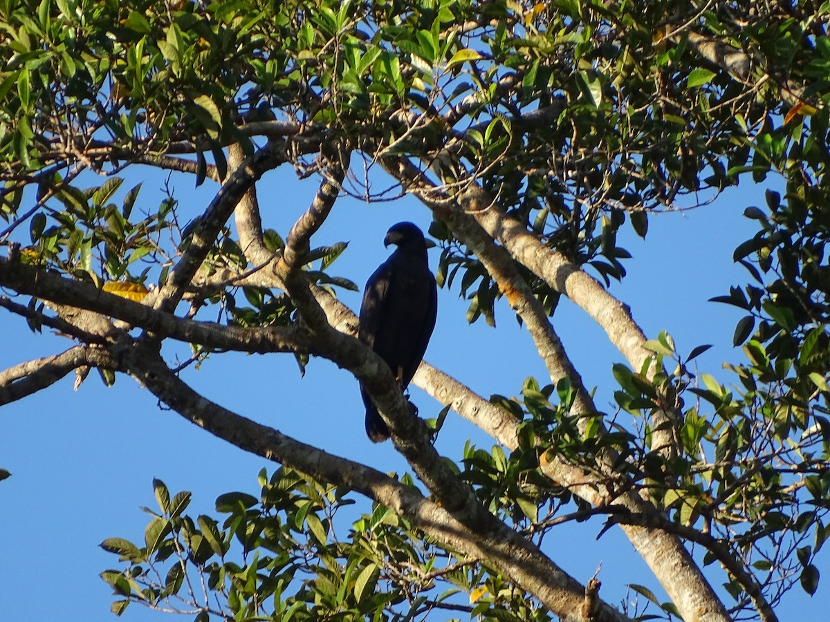 Great Black Hawk - ML640131647
