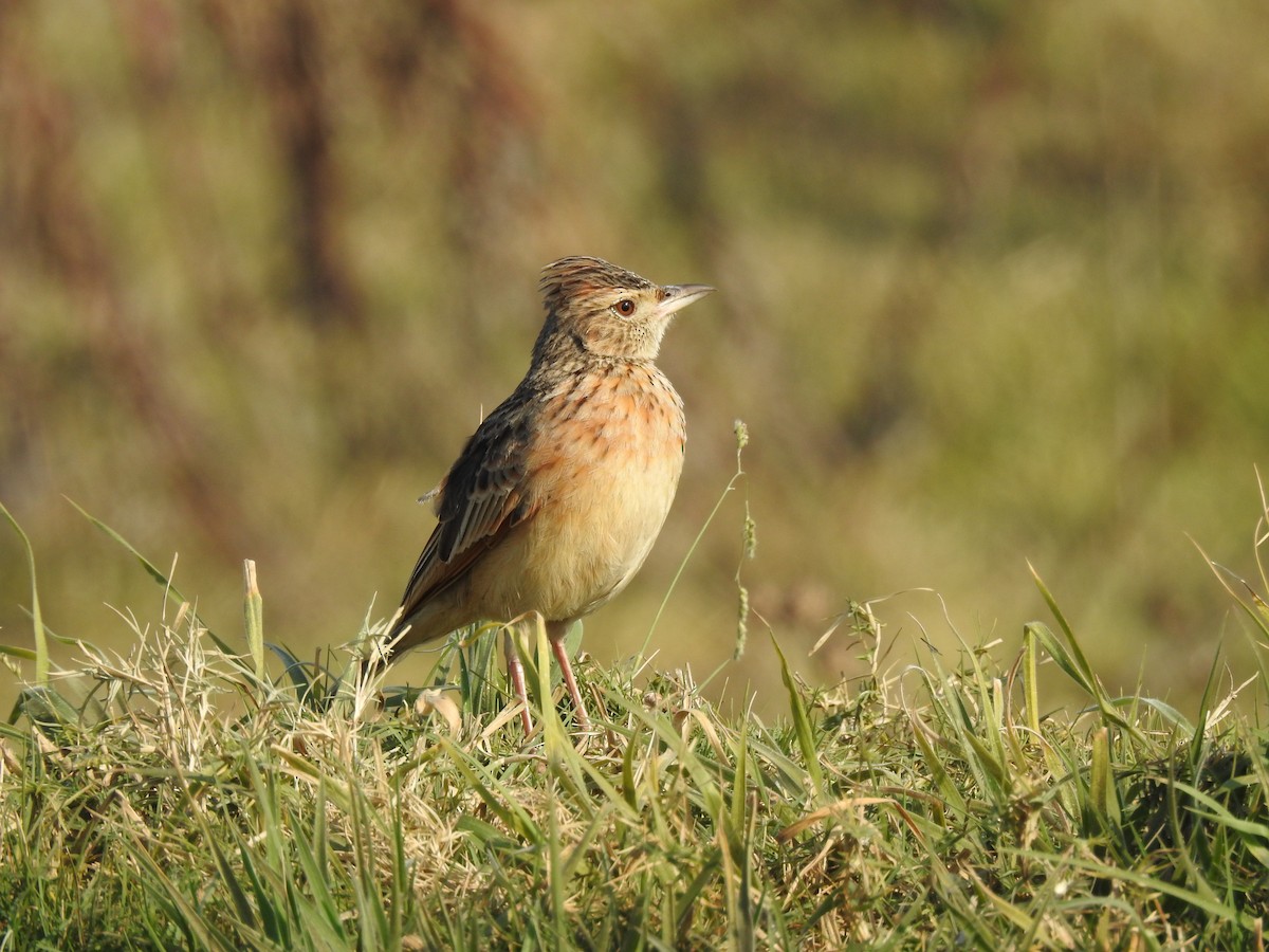Rufous-naped Lark - ML640131705