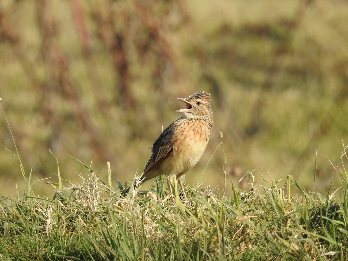 Rufous-naped Lark - ML640131706