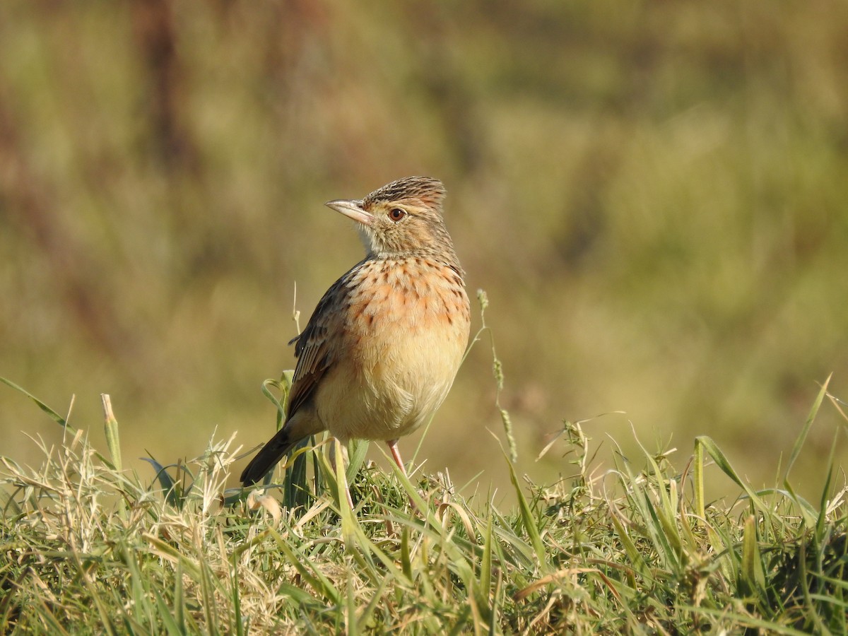 Rufous-naped Lark - ML640131707