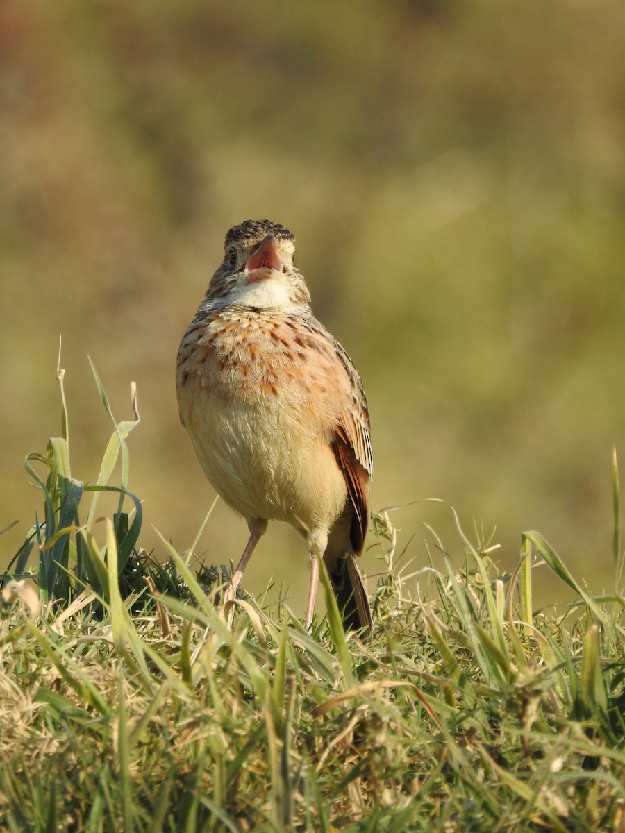 Rufous-naped Lark - ML640131715