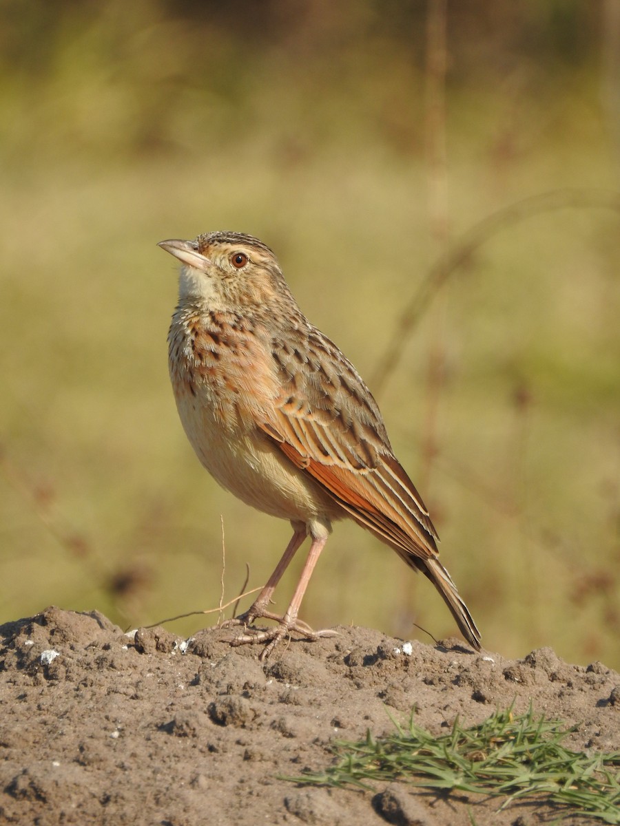Rufous-naped Lark - ML640131717