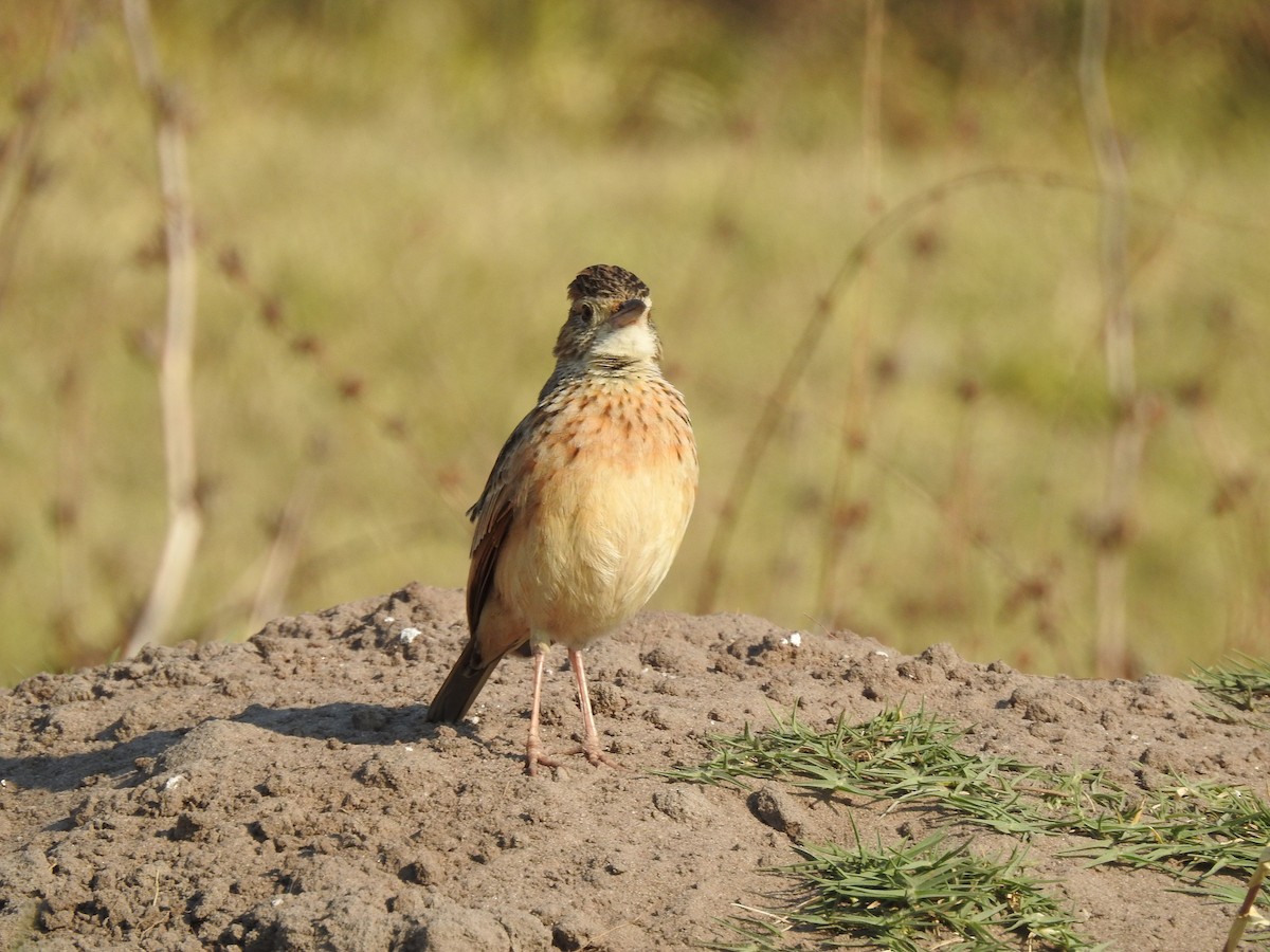 Rufous-naped Lark - ML640131718