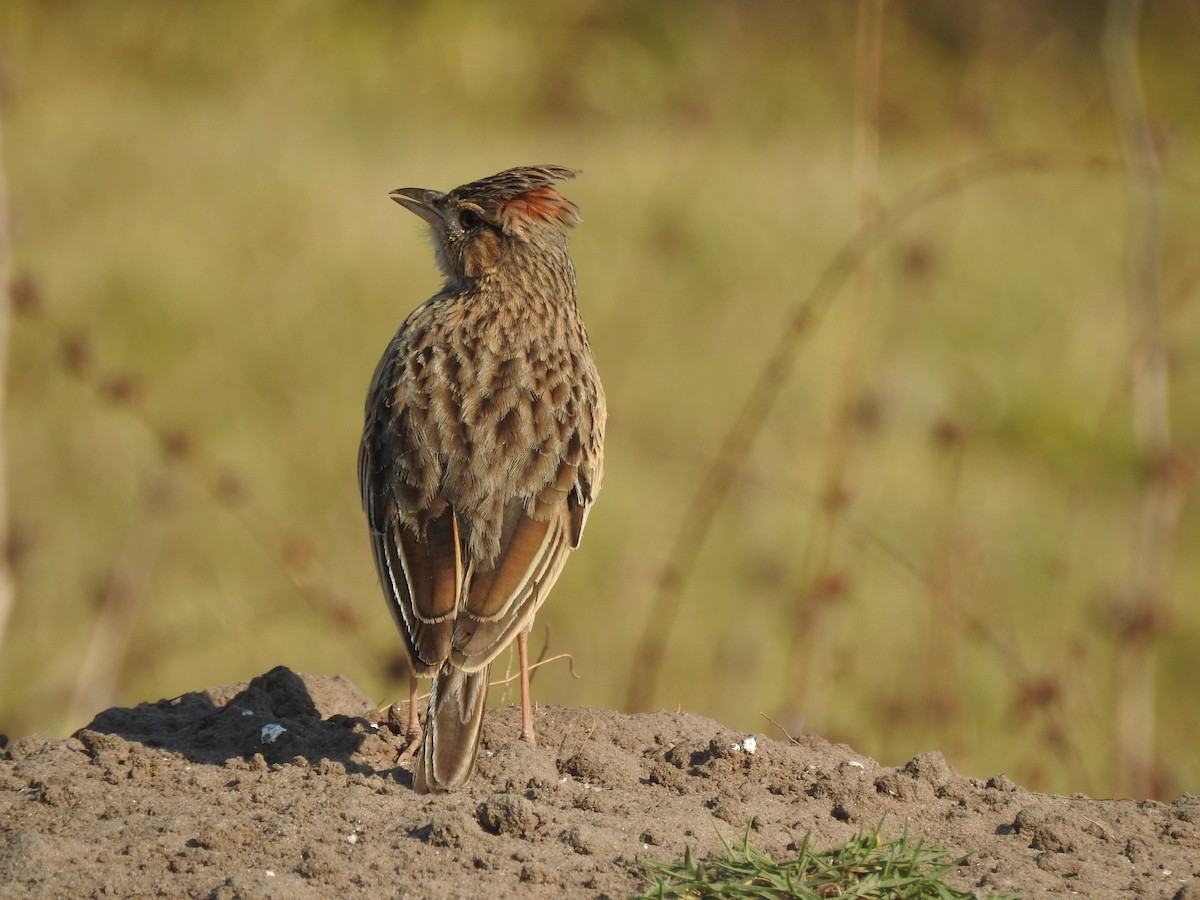 Rufous-naped Lark - ML640131719