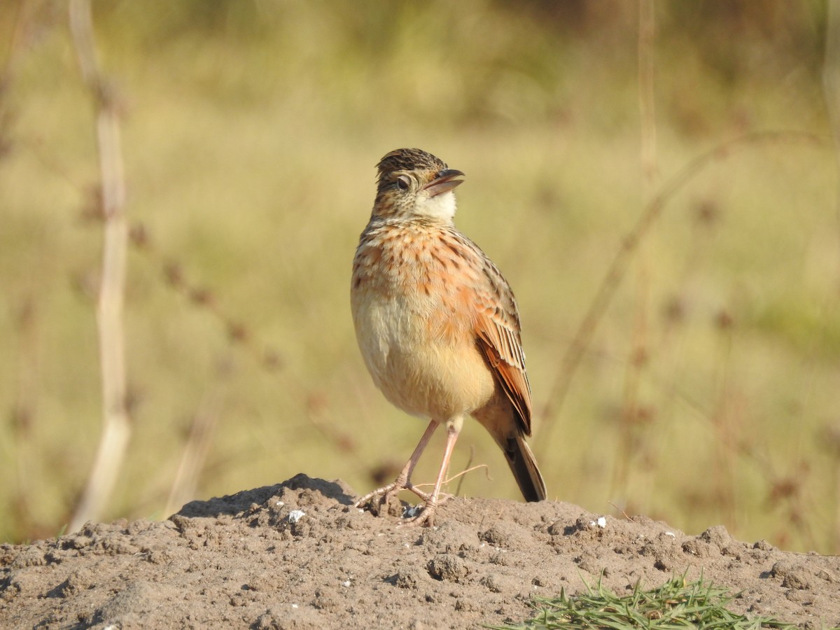 Rufous-naped Lark - ML640131720