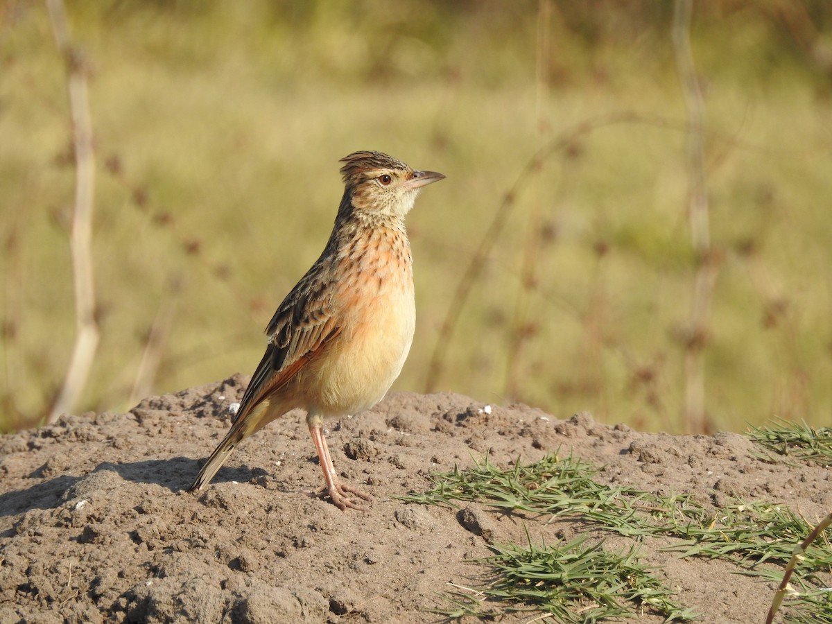 Rufous-naped Lark - ML640131722
