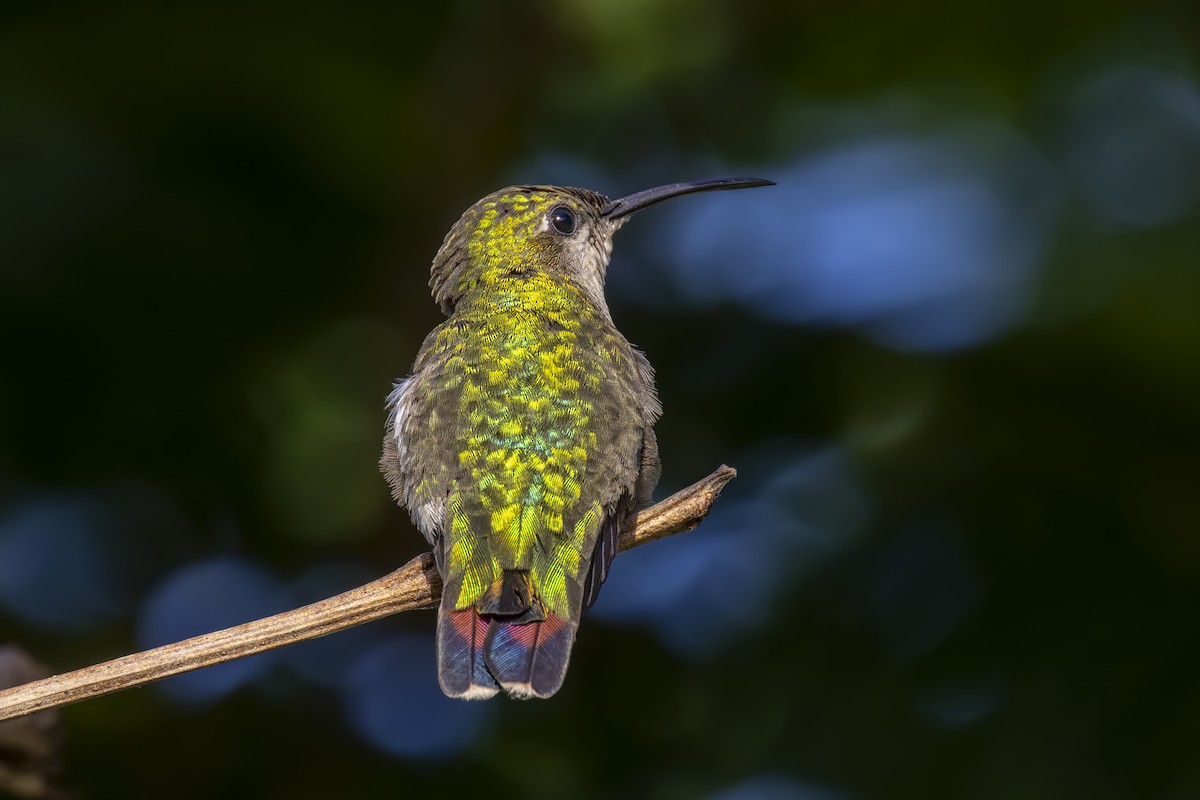 Hispaniolan Mango - ML640131727