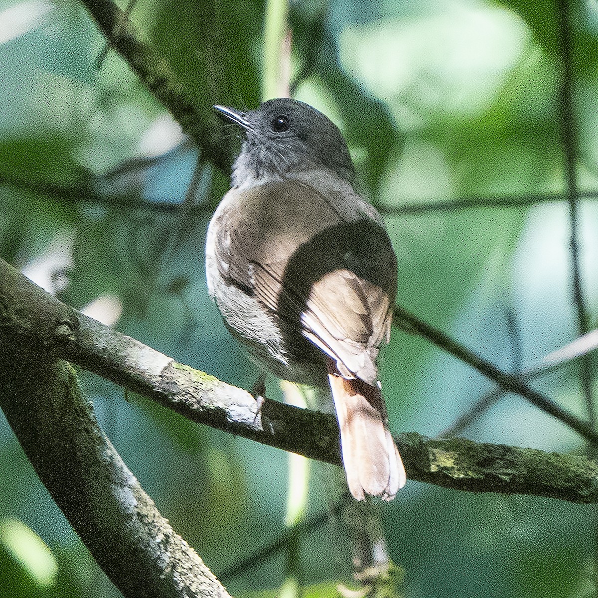 Flores Jungle Flycatcher - ML640131754