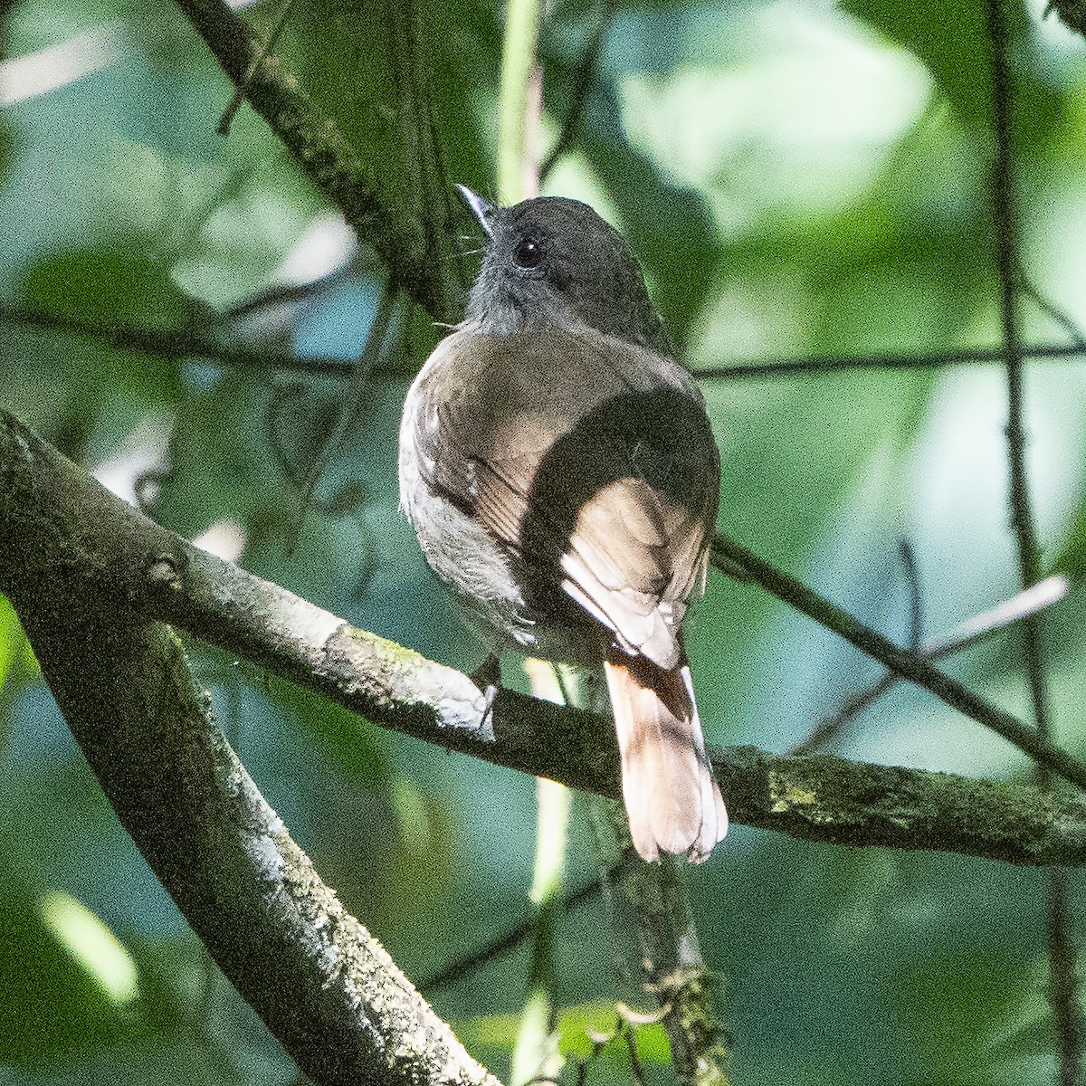 Flores Jungle Flycatcher - ML640131755