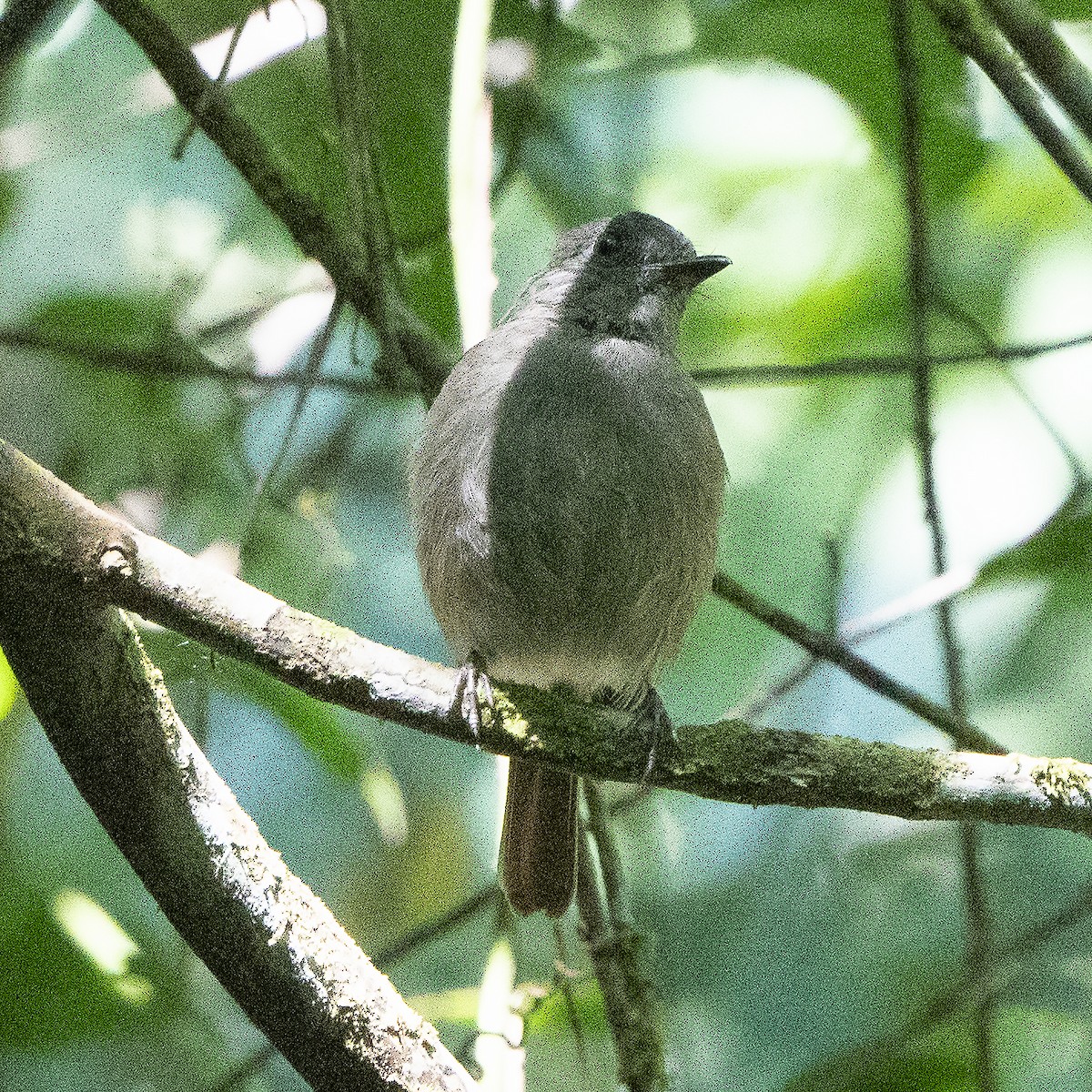 Flores Jungle Flycatcher - ML640131756