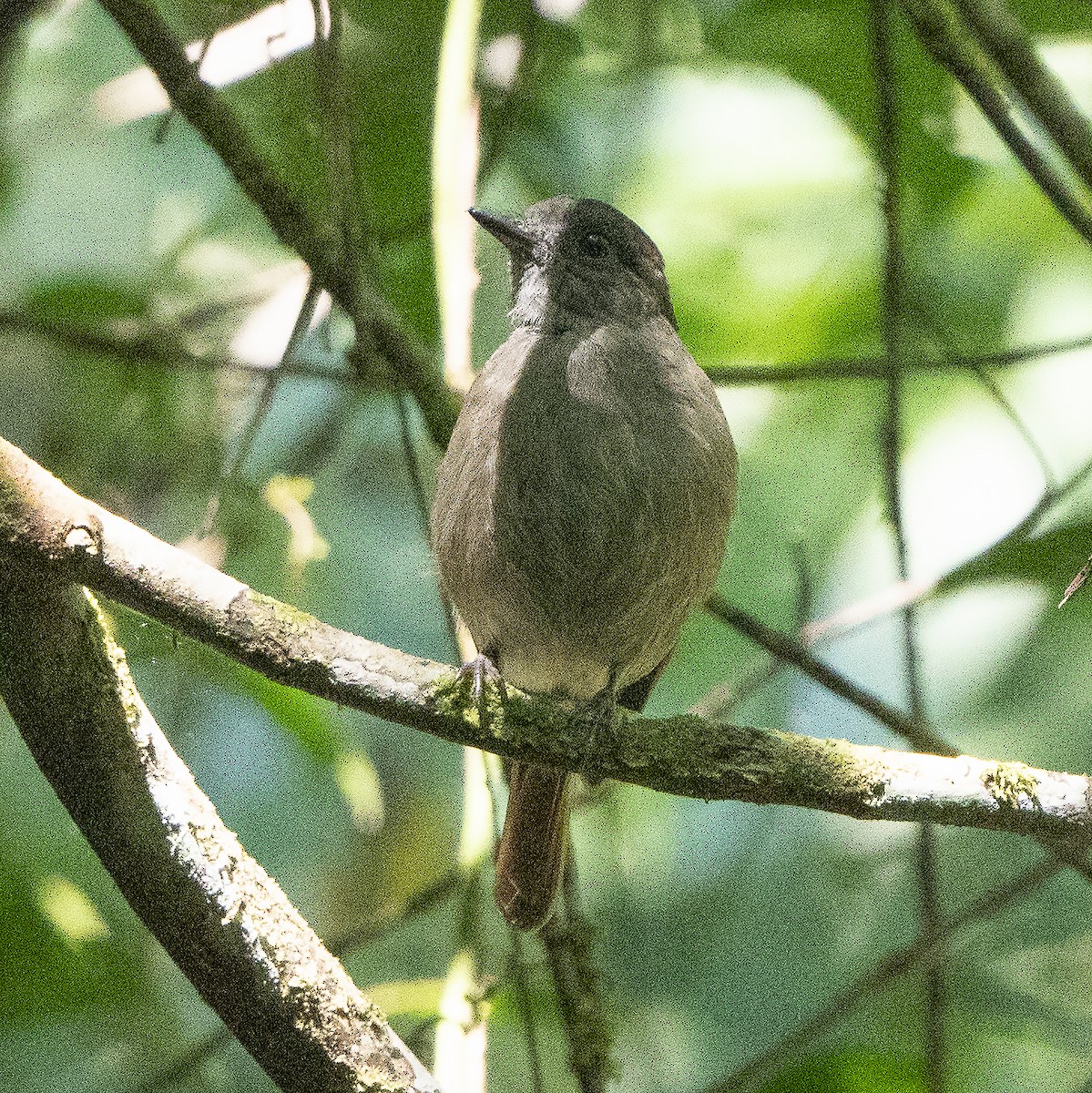 Flores Jungle Flycatcher - ML640131757