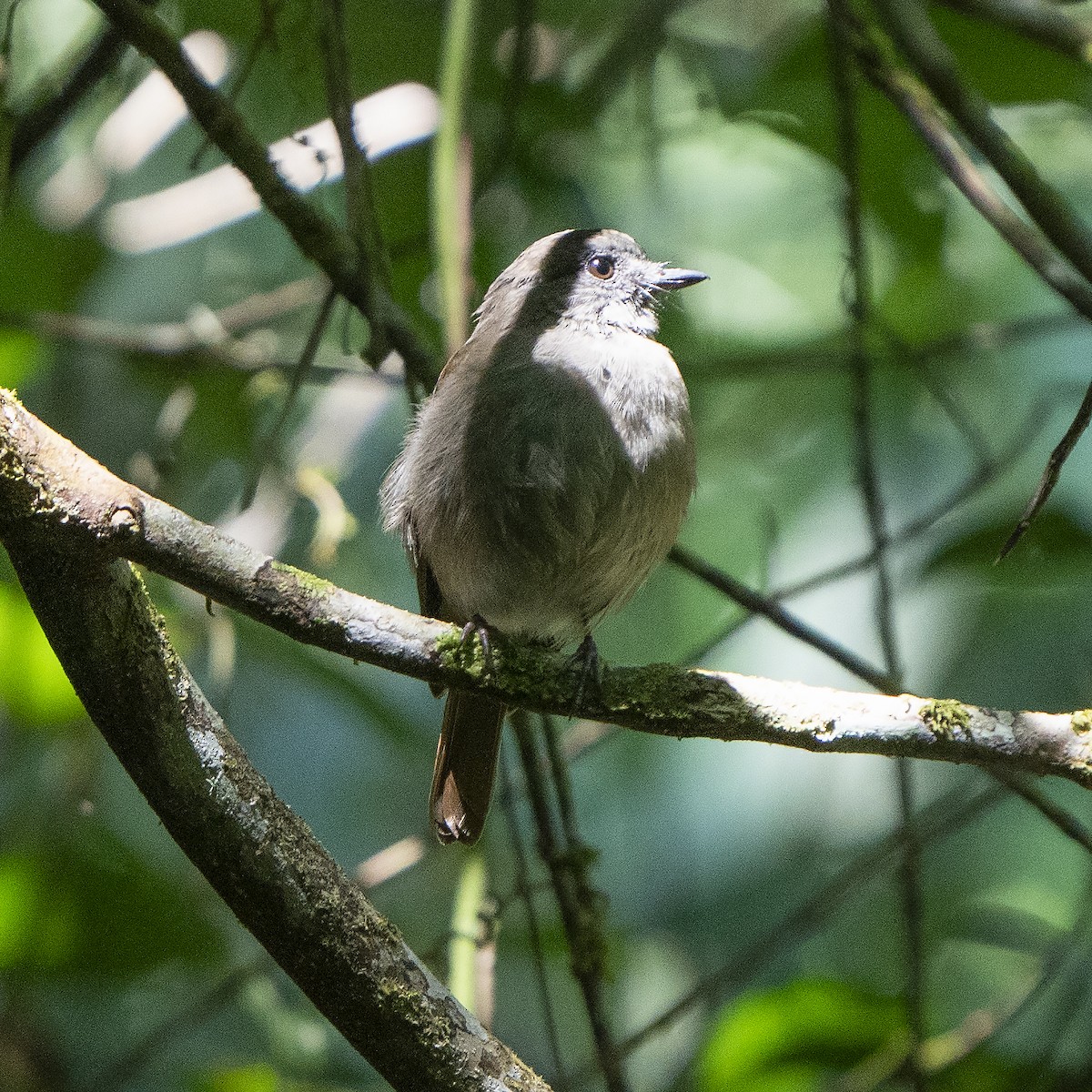 Flores Jungle Flycatcher - ML640131758
